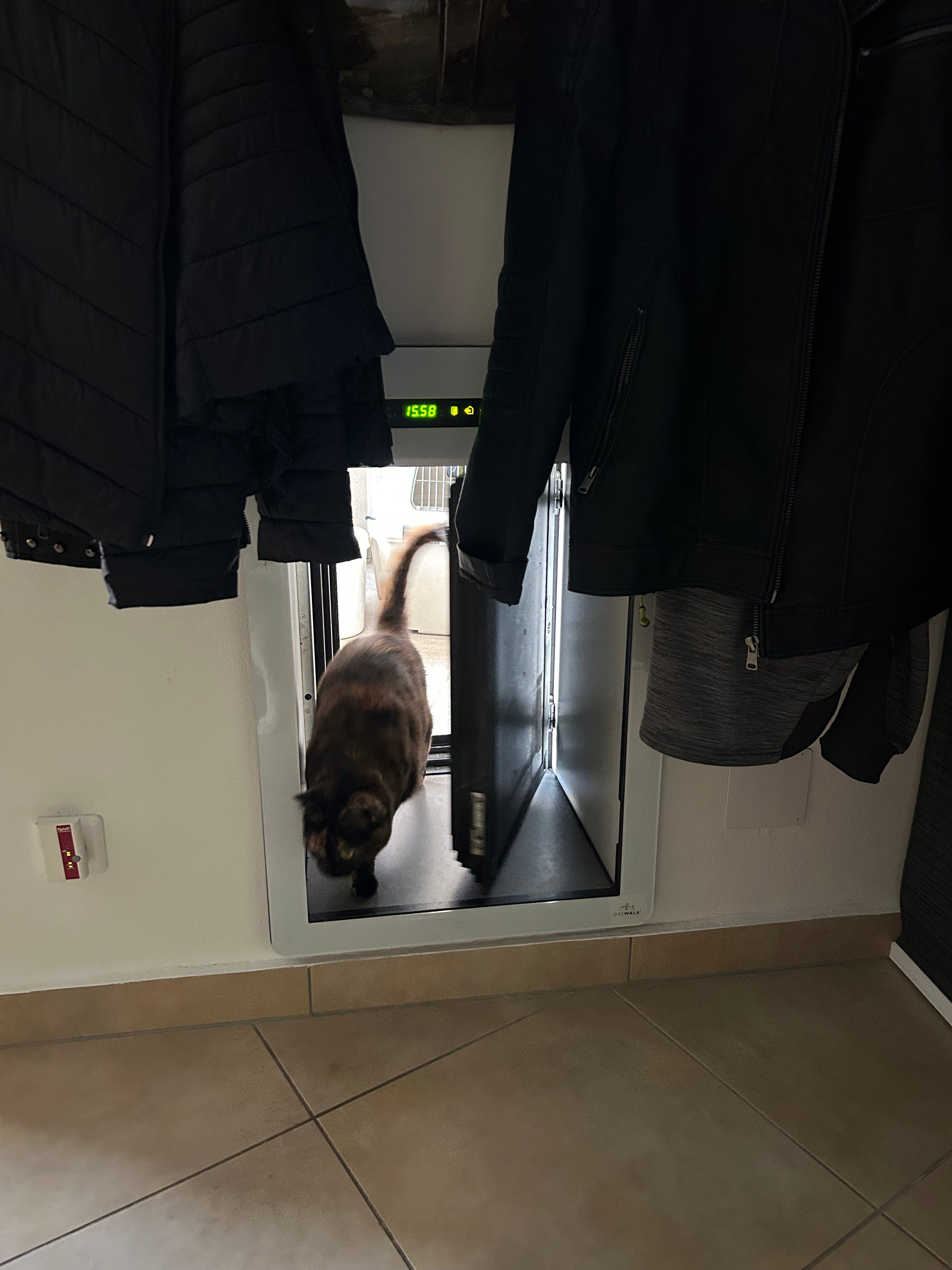 Kundenfoto: Katze geht durch eine petWALK Tiertüre die in einer Wand verbaut ist