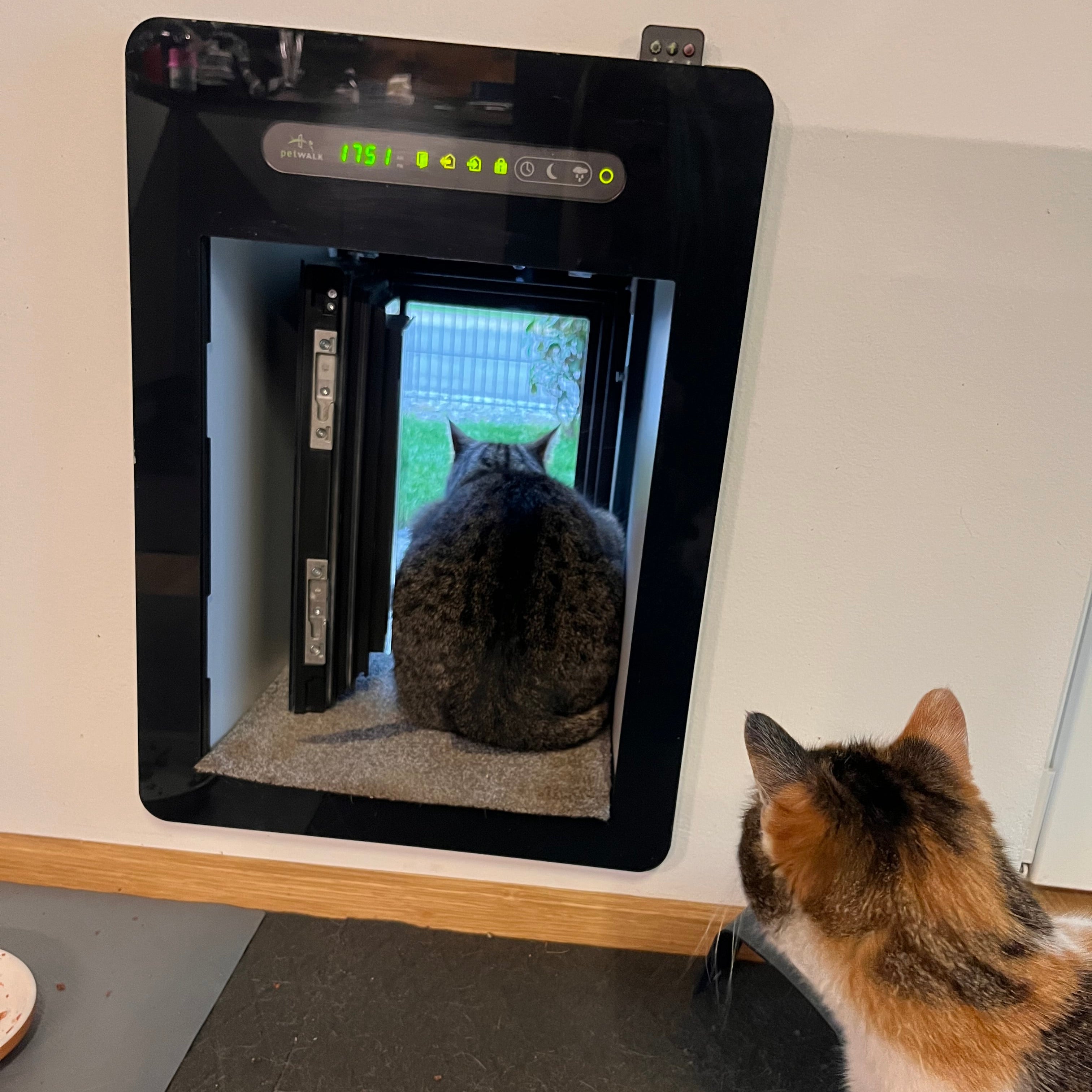 Kundenfoto: eine Katze schaut zu wie eine andere im Tunnel einer petWALK Tiertüre die in einer Wand verbaut ist sitzt