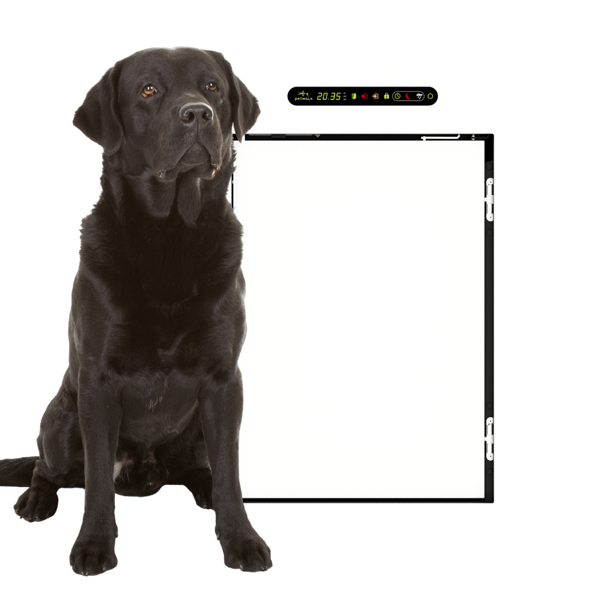 Eine Labrador sitzt neben einer large petWALK Tiertüre.