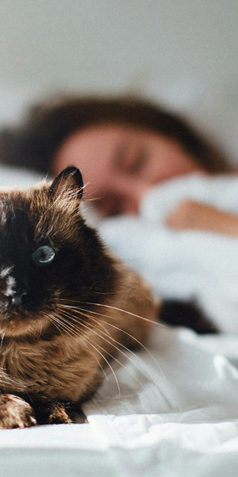 Frau die entspannt neben ihrer Katze im Bett schläft, weil sie weiß, dass sie durch petWALK geschützt sind.