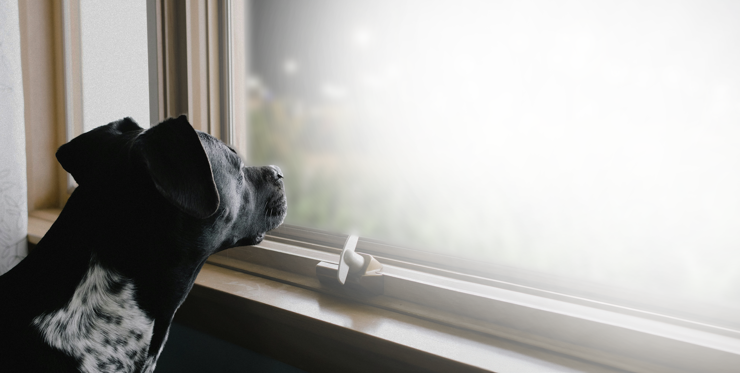 Hund der nach Draußen möchte sieht aus dem Fenster.