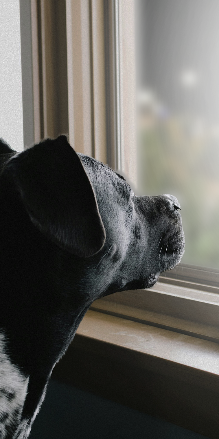 Hund der nach Draußen möchte sieht aus dem Fenster.