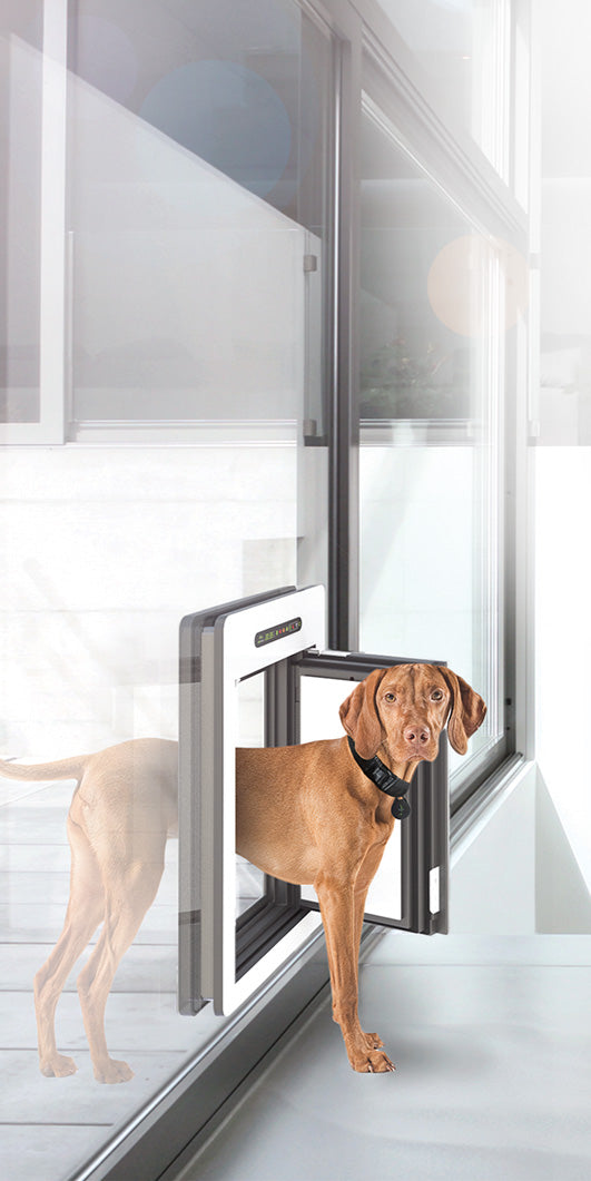 Hund der mittels RFID-Technologie durch die petWALK Tiertür geht, die in einer Glaswand verbaut ist.